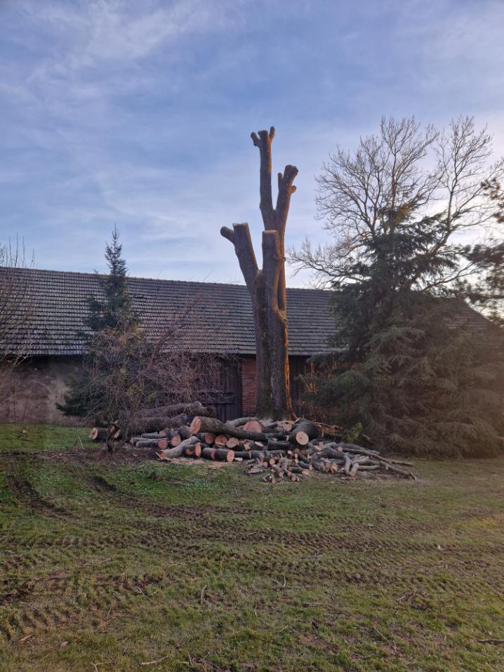 kácení 200 let starého Jasanu Český těšín